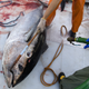 Workers pull freshly-harvested Bluefin tuna aboard a refrigerated fish transport ship lying off the Calabrian coast in southern Italy November 20, 2009. Fishing nations agreed to cut by about a third the quota for Atlantic bluefin tuna, a giant fish prized by sushi lovers, numbers of which have been decimated by commercial catches. Picture taken November 20, 2009. REUTERS/Tony Gentile